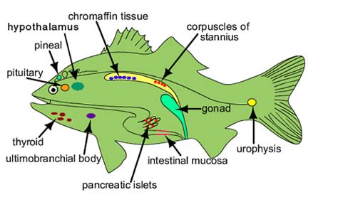 diagram of fish gland 